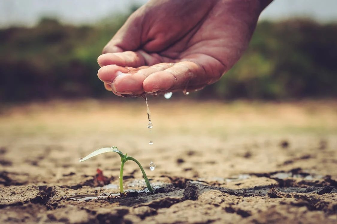 A hand giving water to a wilting plant in dry soil.